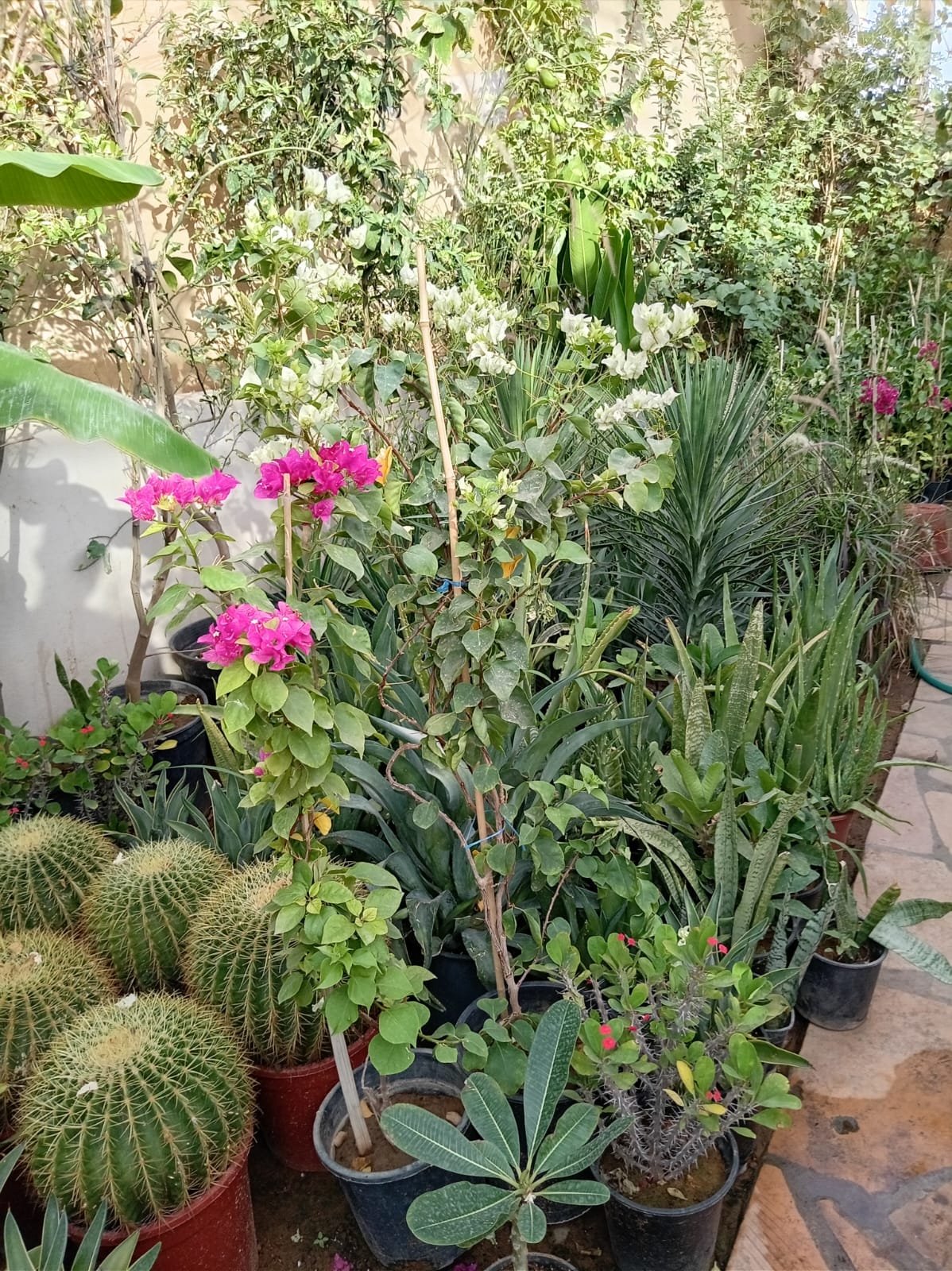 عمل تنسيق حدائق